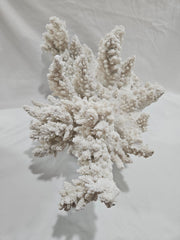Vintage White Finger Coral - 17.75