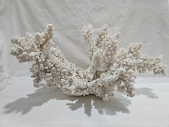 Vintage White Finger Coral - 17.75