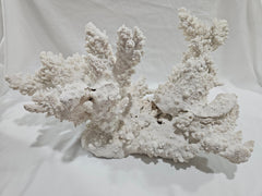 Vintage White Finger Coral - 17.75