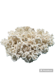 Vintage White Ivory Merulina Coral - 10.5