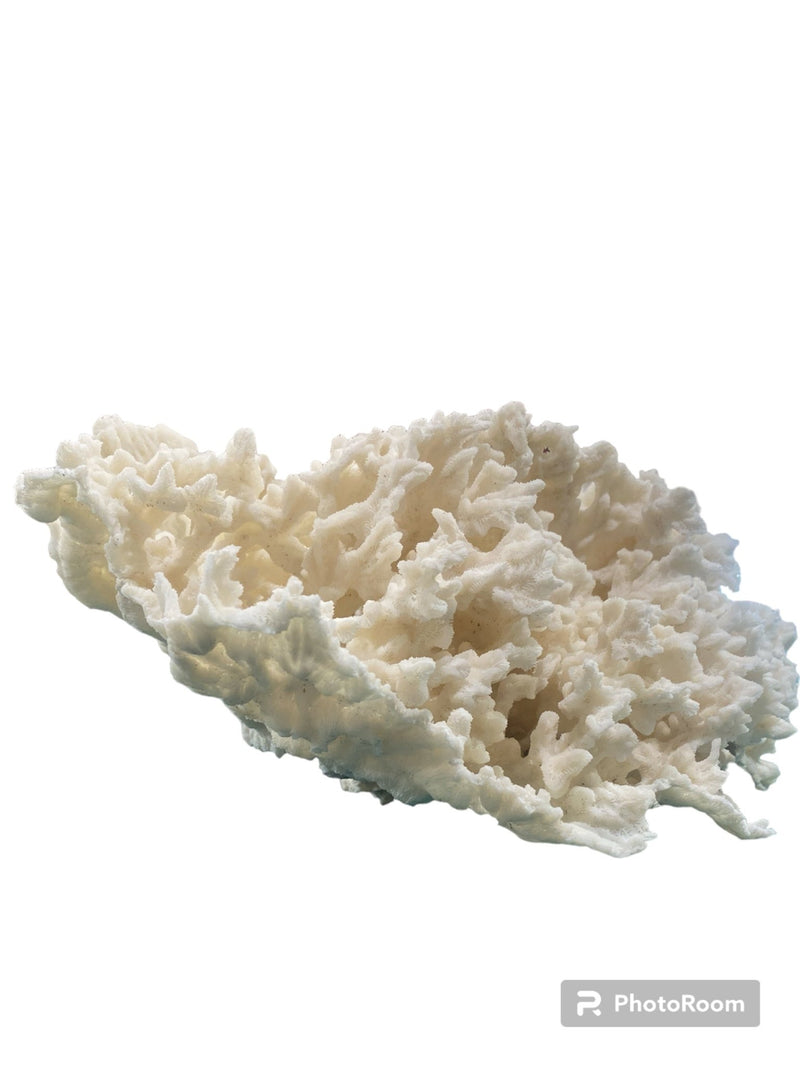 Vintage White Ivory Merulina Coral - 10.5" L x 15.5" W x 6.5"H - coralLoving Coastal Living