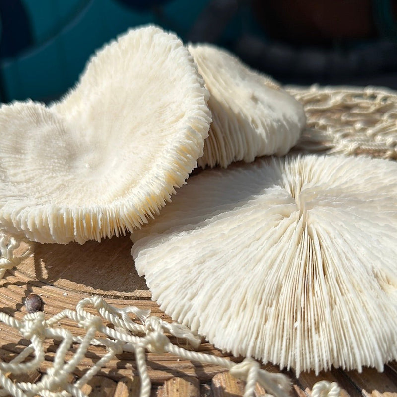 Vintage White Mushroom Coral - Fungia fungites - coralLoving Coastal Living