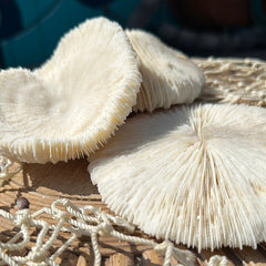 Vintage White Mushroom Coral - Fungia fungites - coralLoving Coastal Living