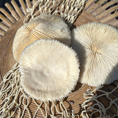 Vintage White Mushroom Coral - Fungia fungites - coralLoving Coastal Living