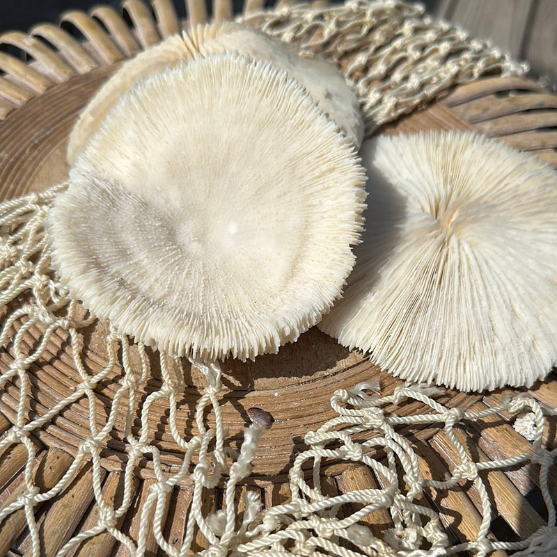 Vintage White Mushroom Coral - Fungia fungites - coralLoving Coastal Living