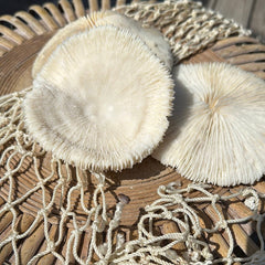 Vintage White Mushroom Coral - Fungia fungites - coralLoving Coastal Living