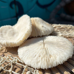 Vintage White Mushroom Coral - Fungia fungites - coralLoving Coastal Living