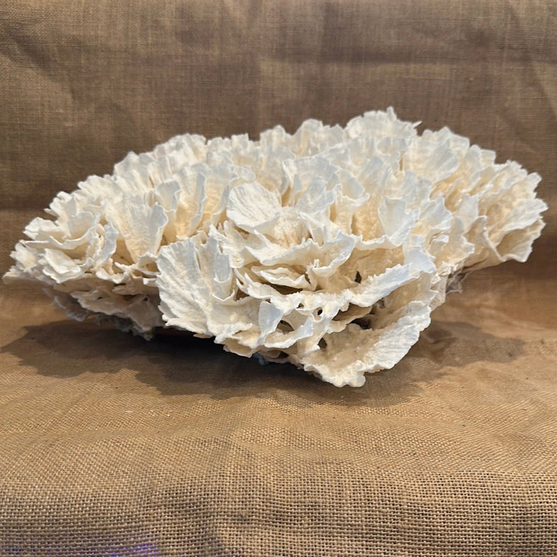 Vintage White Poca Coral - 20"x13"x7" - coralTideline