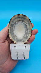Unique limpet shell LED night light