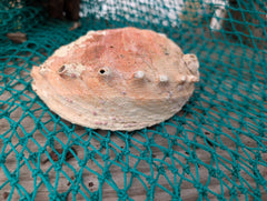 White Abalone Shell - Haliotis Sorenseni - Loving Coastal Living