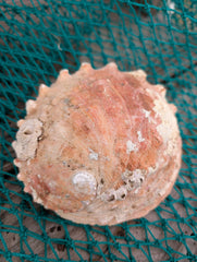 White Abalone Shell - Haliotis Sorenseni - Loving Coastal Living