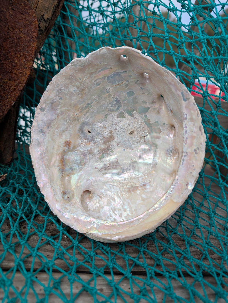 White Abalone Shell - Haliotis Sorenseni - Loving Coastal Living