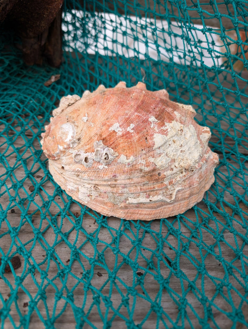 White Abalone Shell - Haliotis Sorenseni - Loving Coastal Living