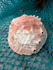 White Abalone Shell - Haliotis Sorenseni - Loving Coastal Living