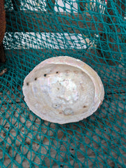 White Abalone Shell - Haliotis Sorenseni - Loving Coastal Living