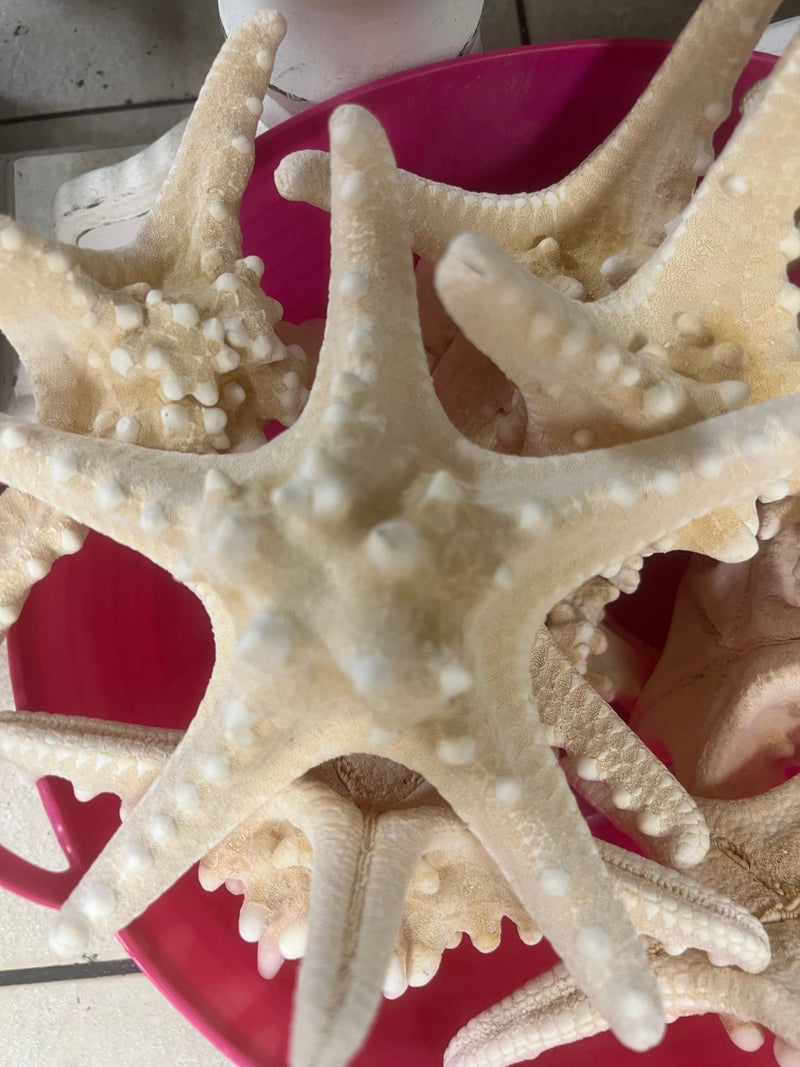 White Armoured Knobby Starfish - StarfishLoving Coastal Living