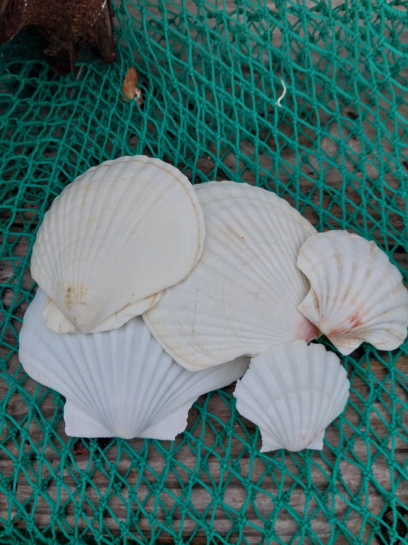 White Baking Scallop Shells - ShellsLoving Coastal Living