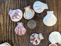 White & Rose Scallop - Pecten Plica - Loving Coastal Living