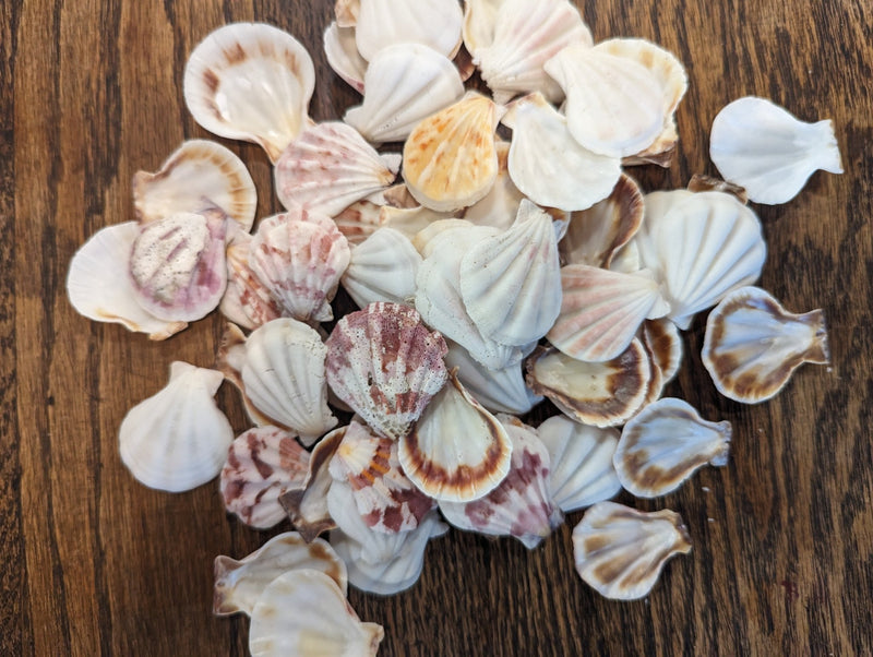 White & Rose Scallop - Pecten Plica - Loving Coastal Living