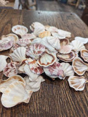 White & Rose Scallop - Pecten Plica - Loving Coastal Living