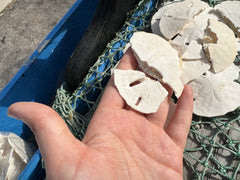 A collection of broken white sand dollars displayed on a green fishing net, perfect for crafting and mosaic projects. The sand dollars vary in size and shape, showcasing natural imperfections.