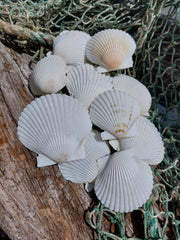 White Scallop Shell - seashellsLoving Coastal Living