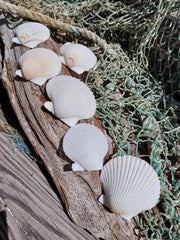 White Scallop Shell - seashellsLoving Coastal Living