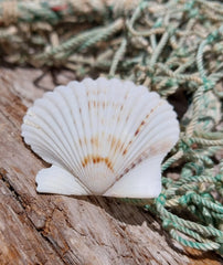 White Scallop Shell - seashellsLoving Coastal Living