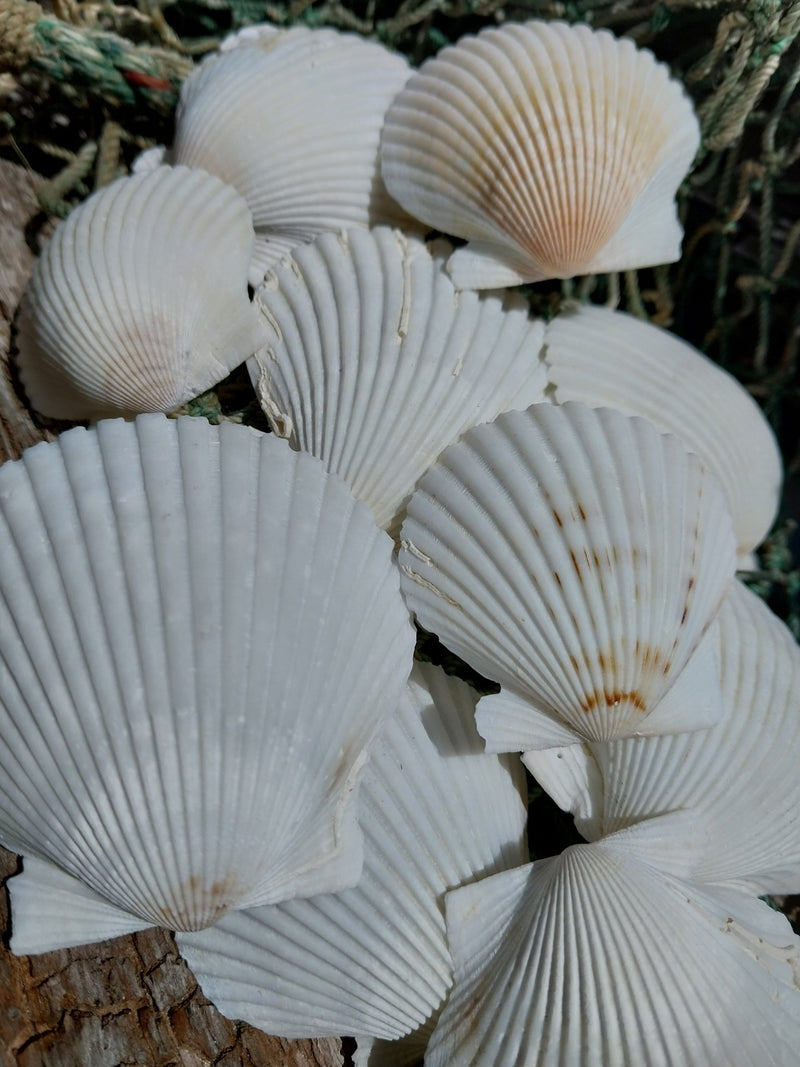 White Scallop Shell - seashellsLoving Coastal Living