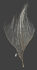 White Sea Fan Coral Whips - Various Sizes Available - Sea FanTideline