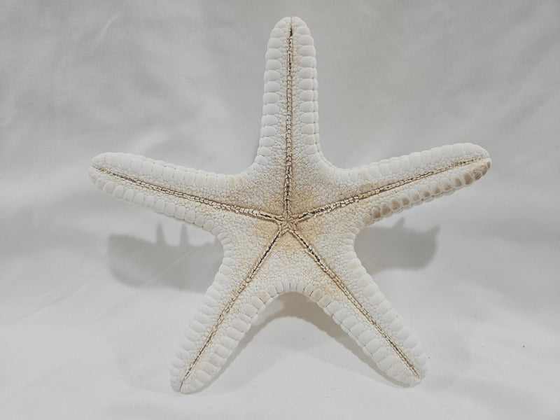 White Thorny Starfish 6.5" - StarfishLoving Coastal Living