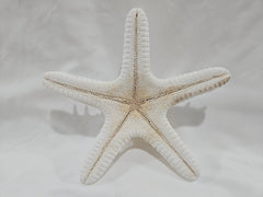 White Thorny Starfish 6.5