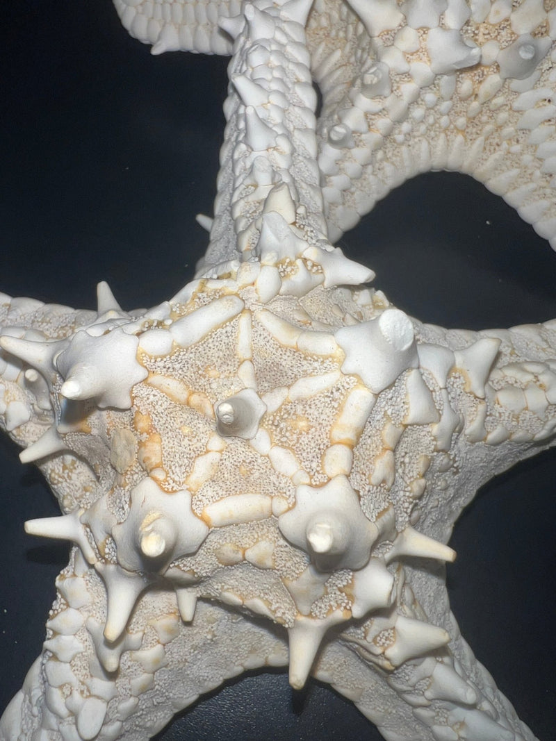 White Thorny Starfish - StarfishLoving Coastal Living