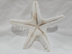 White Thorny Starfish 7.5