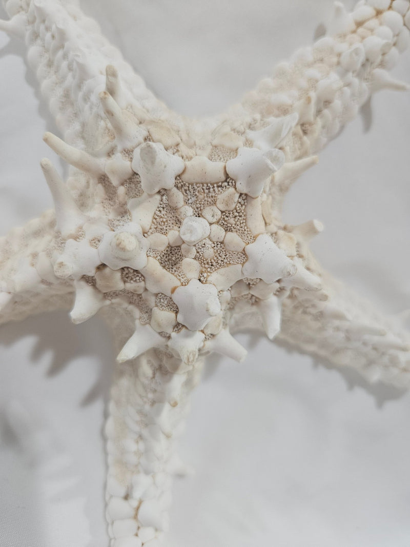 White Thorny Starfish 7.5" - StarfishLoving Coastal Living