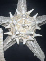 White Thorny Starfish - StarfishLoving Coastal Living