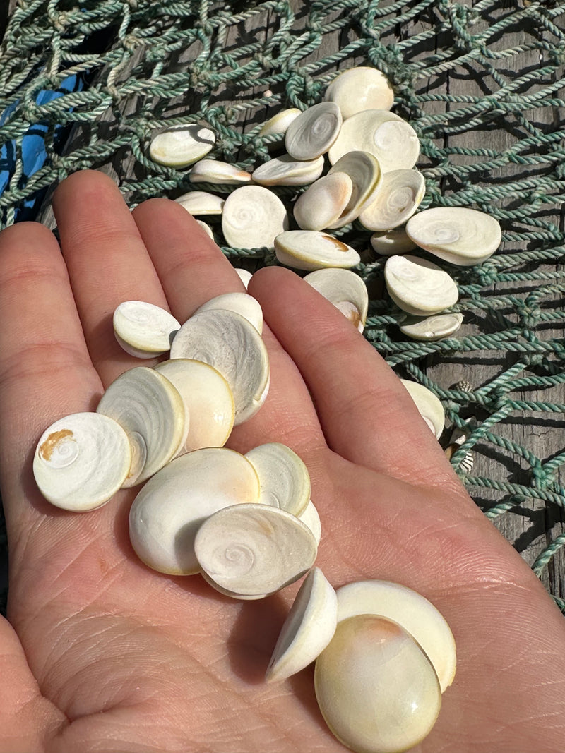 A handful of White's Cat Eye operculum shells, showing their smooth spiral patterns. These shells are ideal for crafting and beach-themed decor.