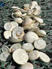 A large assortment of White's Cat Eye operculum shells spread out on a net, showing their natural spiraled patterns and smooth surfaces. Ideal for coastal crafts or decor projects.