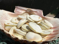 A close-up of a collection of White's Cat Eye operculum shells displayed inside a large seashell. The smooth, spiraled white shells showcase their natural beauty and are perfect for crafting and decor.