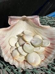 A close-up view of White's Cat Eye operculum shells inside a large seashell. The smooth, spiral shells are displayed as perfect accents for beach-themed decor or creative projects.