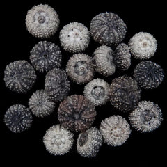 Baby Black Sea Urchin Shells