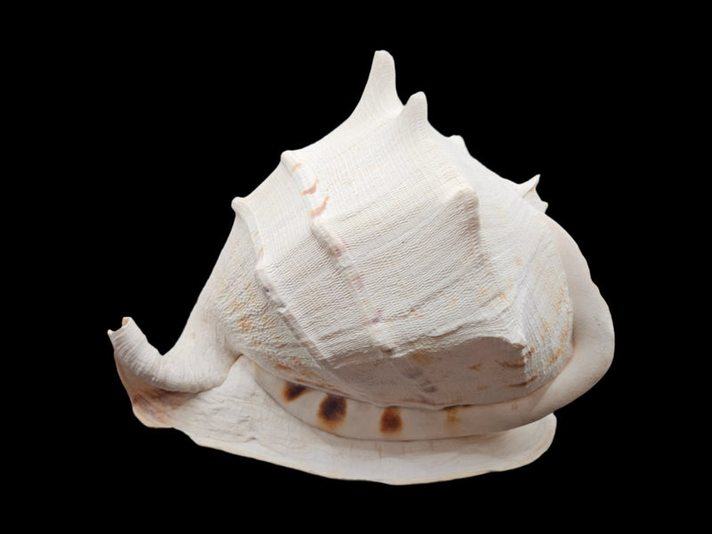 Yellow Helmet Cassis Cornuta Shell 12.5" x 8.5" x 9.5" - seashellsLoving Coastal Living