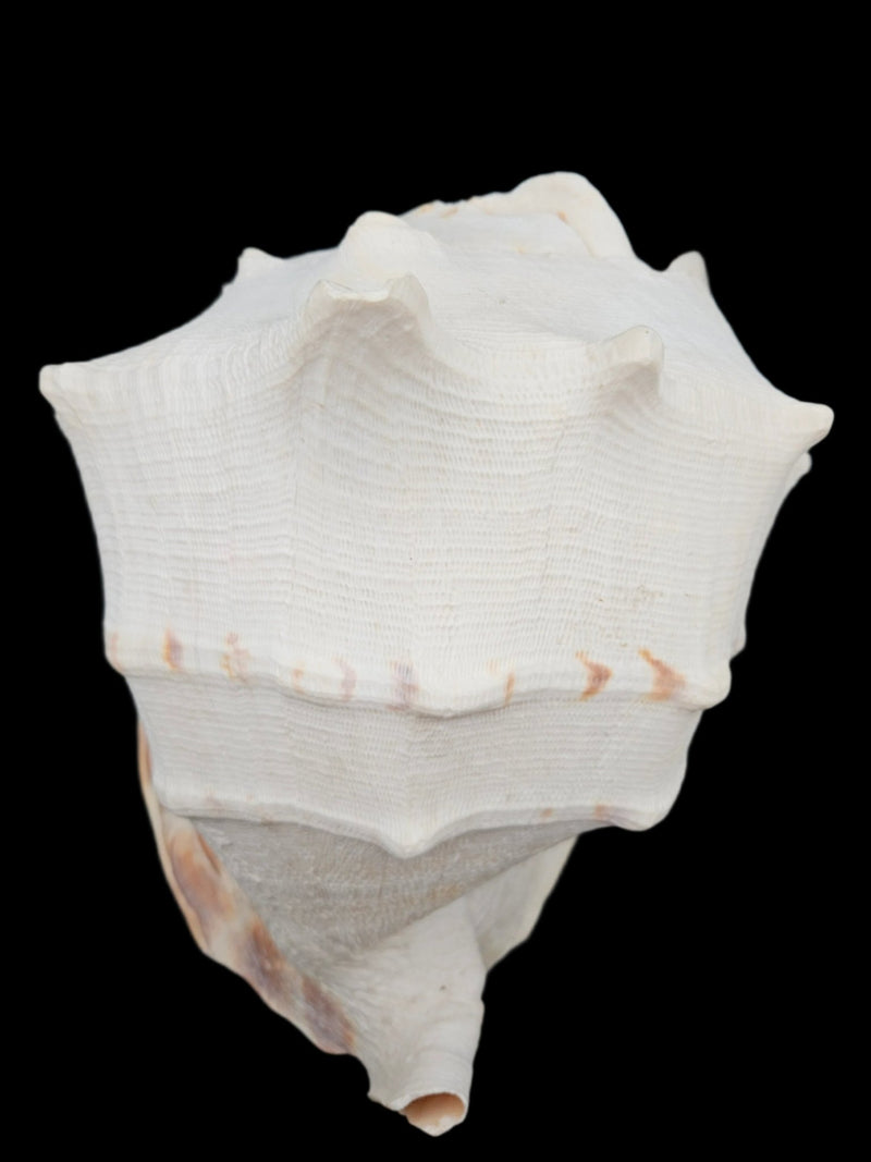 Yellow Helmet Cassis Cornuta Shell 12.5" x 8.5" x 9.5" - seashellsLoving Coastal Living