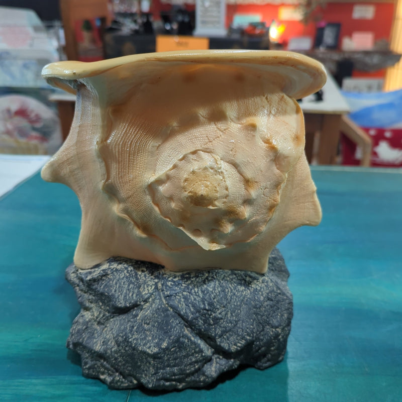 Yellow Helmet Shell on rock base - Loving Coastal Living