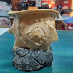 Yellow Helmet Shell on rock base - Loving Coastal Living