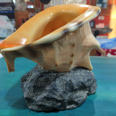 Yellow Helmet Shell on rock base - Loving Coastal Living