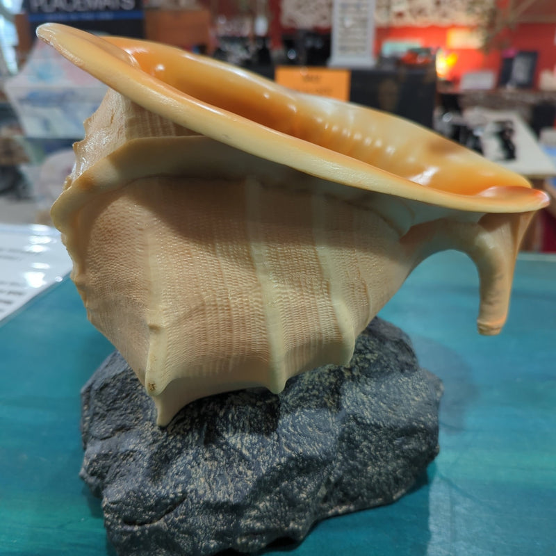 Yellow Helmet Shell on rock base - Loving Coastal Living