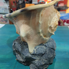 Yellow Helmet Shell on rock base - Loving Coastal Living