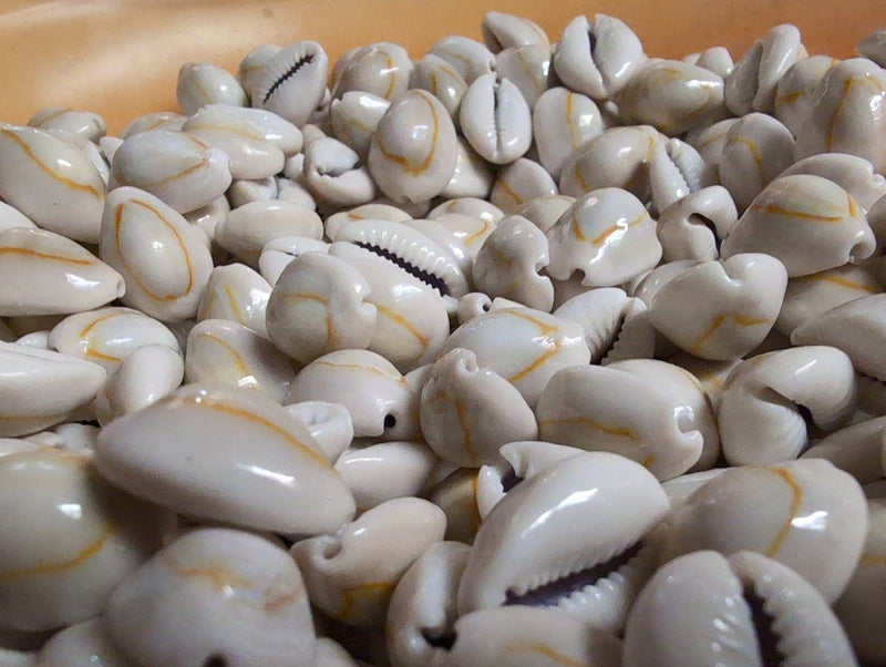 Yellow Ring Top Cowrie Shell (Grade A) - Loving Coastal Living