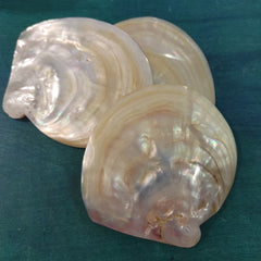 Gold Lip Mother of Pearl Oyster Shell MOP